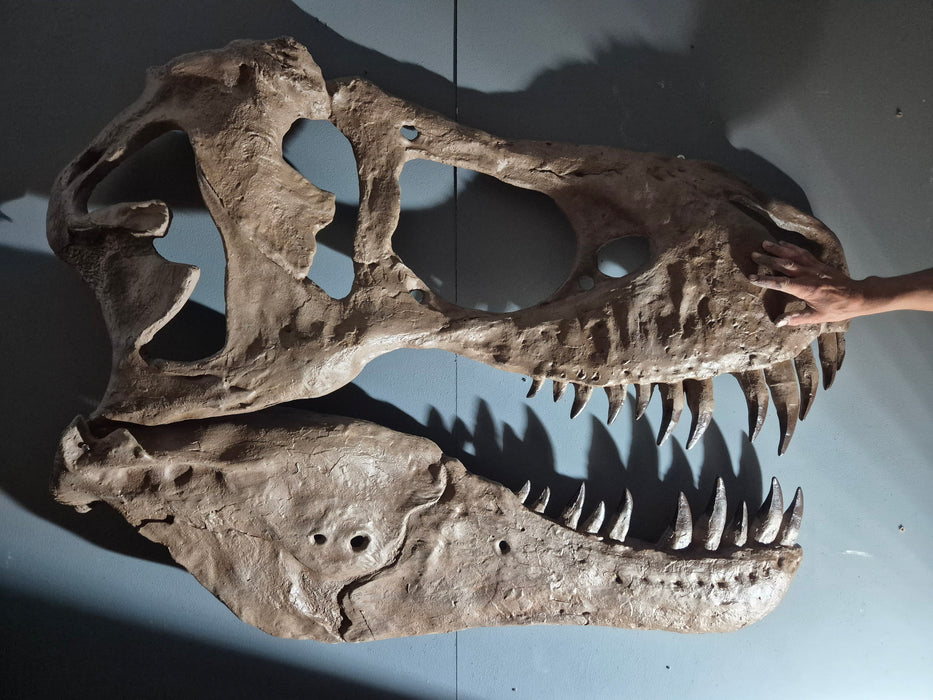 Tyrannosaurus rex life size skull replica from The Prehistoric Store