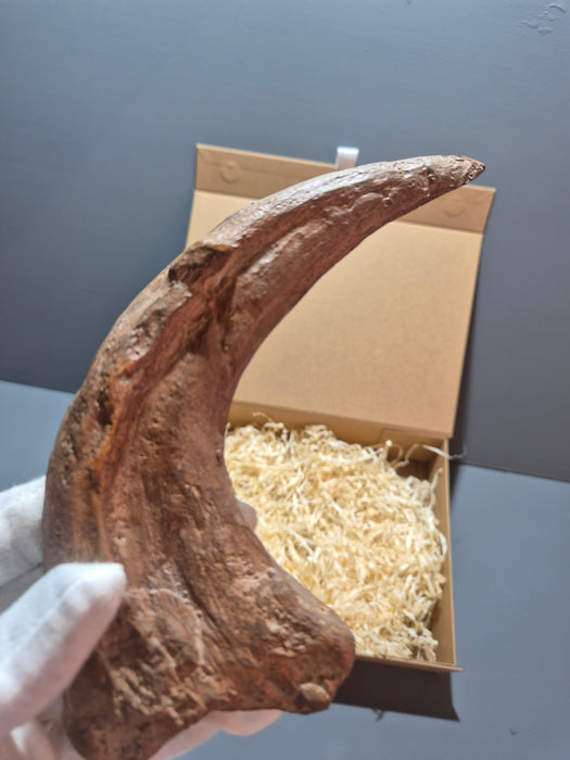 Utahraptor Fossilized Claw Replica