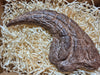 Saurophaganax Claw Replica For Sale at The Prehistoric Store 48 Hr Shipping