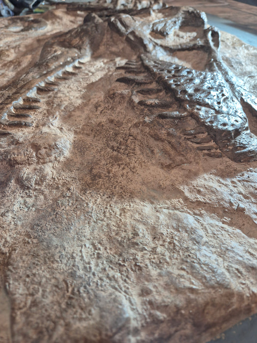 Juvenile T rex Skull In Matrix Wall Mount Display