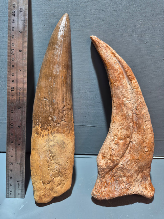 Spinosaurus aegyptiacus Life Sized Tooth and Claw Display Set