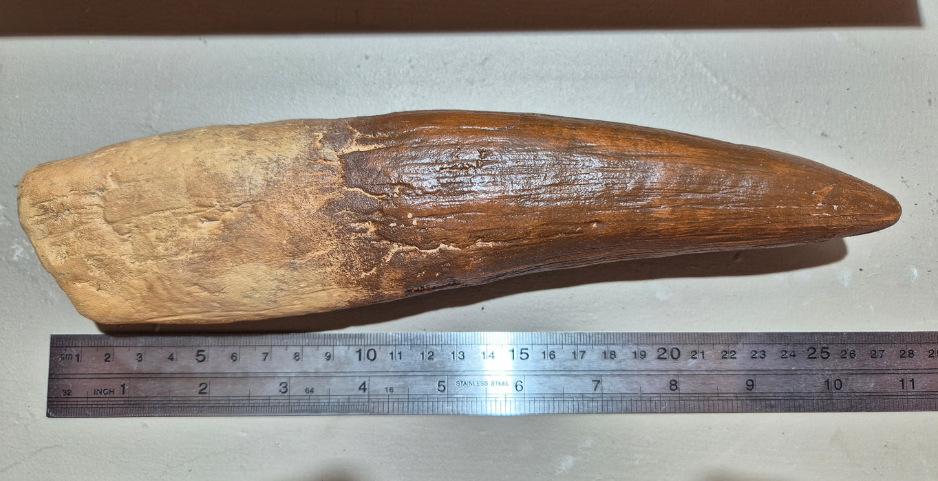 Spinosaurus Tooth 10.5" 27cm Tooth Replica