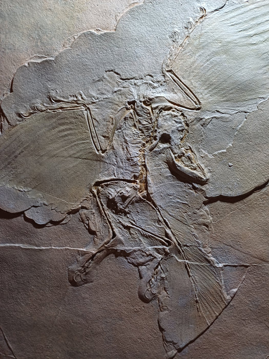 Archaeopteryx Twin Set Positive and Negative (Mould and Cast)