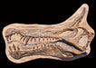 Spinosaurus mirabilis new Spinosaurus species, replica cast for sale at The Prehistoric Store UK