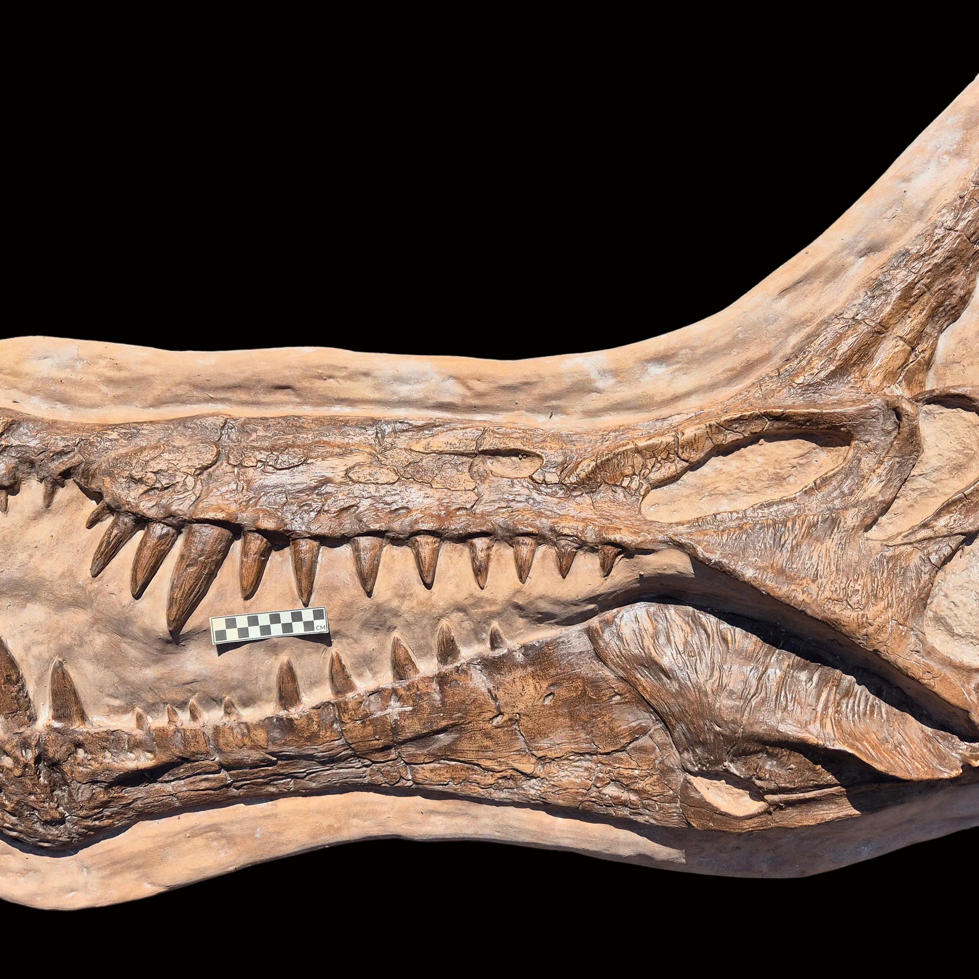 Spinosaurus mirabilis new Spinosaurus species, replica cast for sale at The Prehistoric Store UK