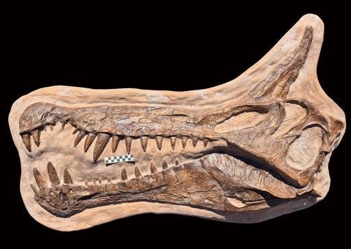 Spinosaurus mirabilis new Spinosaurus species, replica cast for sale at The Prehistoric Store UK