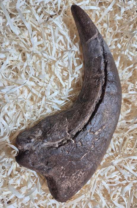 Baryonyx Claw replica