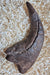 Baryonyx Claw replica