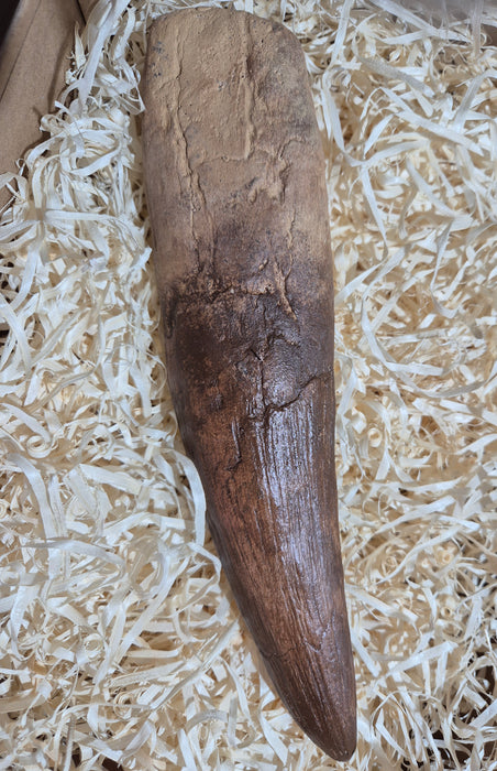 Spinosaurus Tooth 10.5" 27cm Tooth Replica