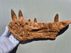 Spinosaurus mirabilis dentary bone replica cast for sale at The Prehistoric Store