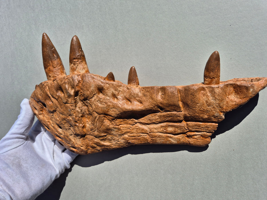 Spinosaurus mirabilis dentary bone replica cast for sale at The Prehistoric Store