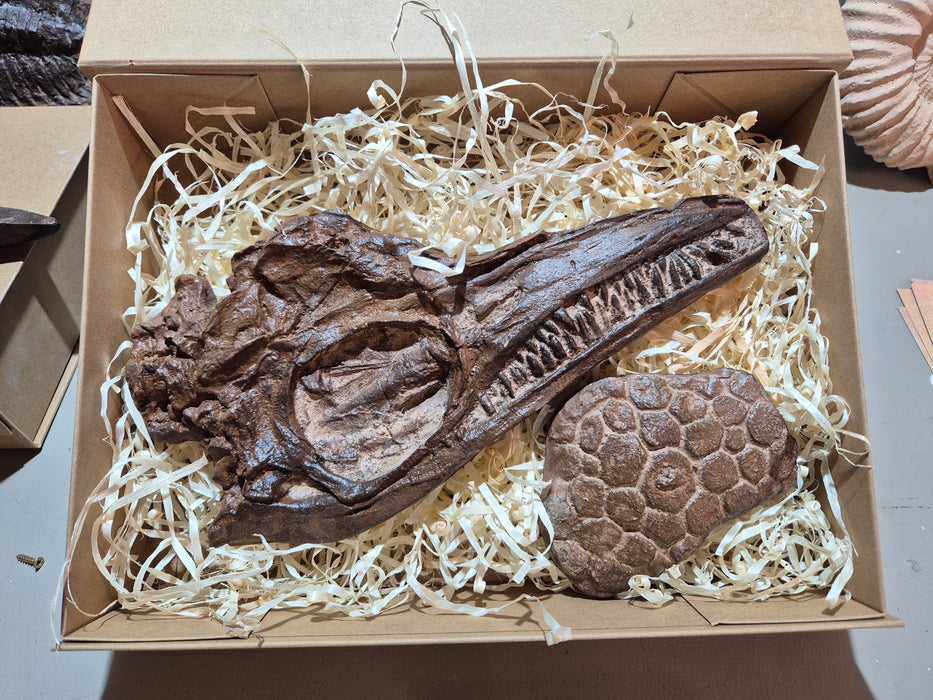 Icthyosaurus breviceps skull cast (29cm long)