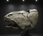 Dunkleosteus skull life sized replica for sale from The Prehistoric Store, Paleoart by John Mac