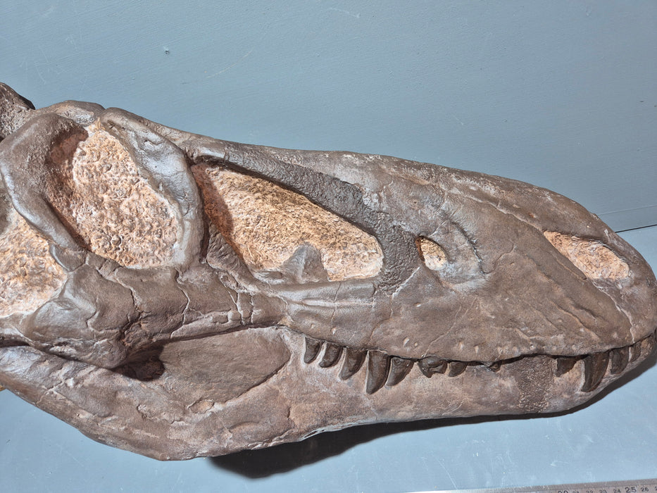 NANOTYRANNUS LANCENCIS LIFE SIZED SKULL