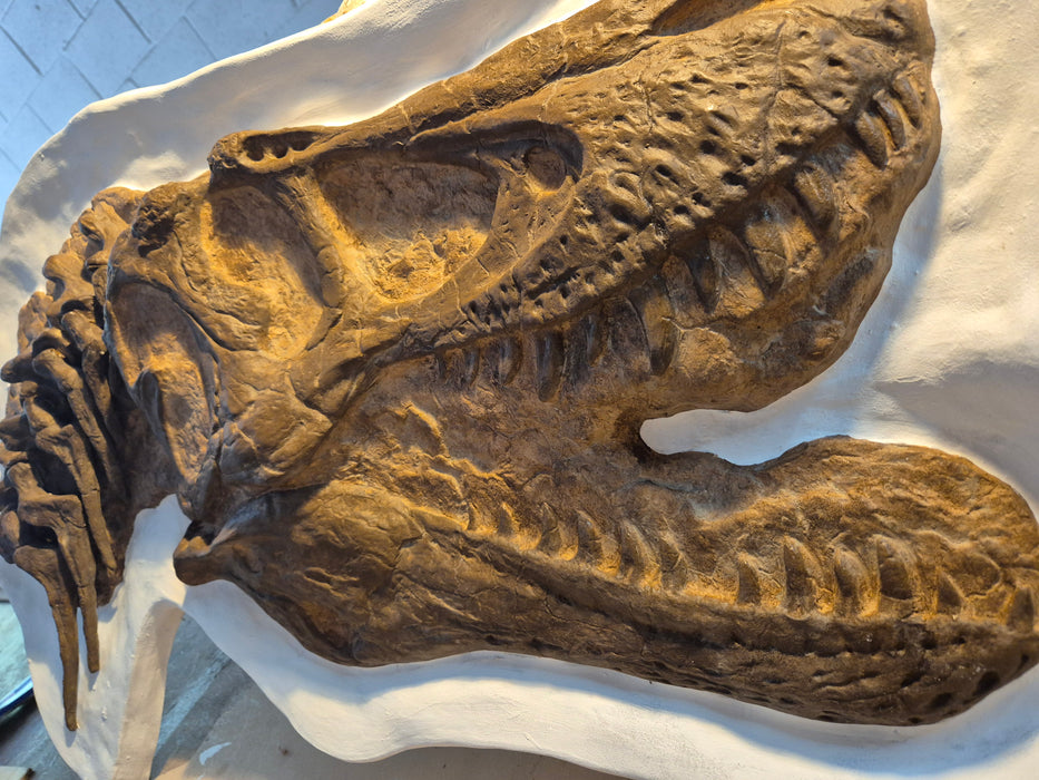 4 Year Old Tyrannosaurus rex Skull In Display Jacket