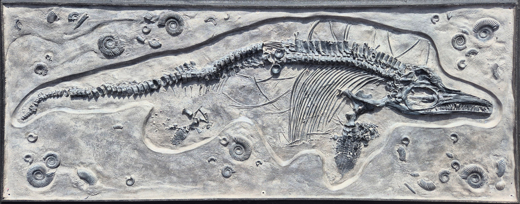Icthyosaurus Cast Matrix Surround