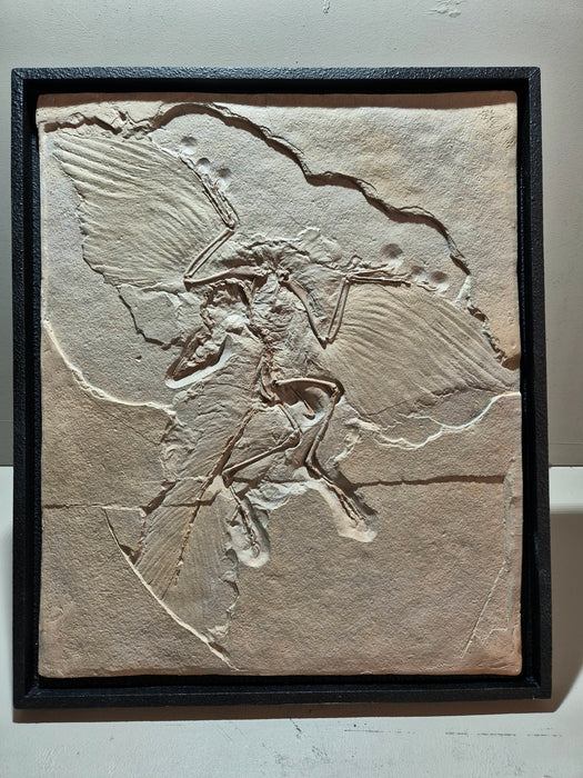 NEW - Framed Archaeopteryx Life Sized Fossil Replica Wall Mount