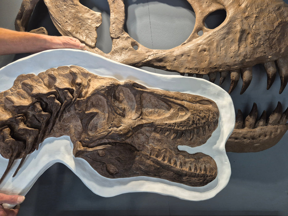 4 Year Old Tyrannosaurus rex Skull In Display Jacket