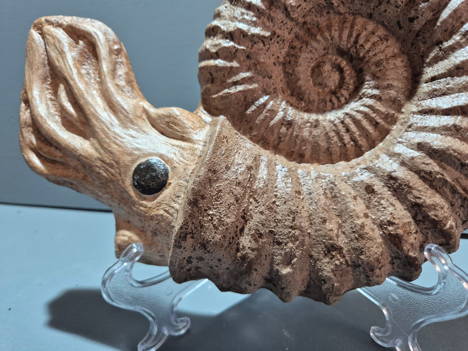 Large Acanthoceras Ammonite Life Restoration