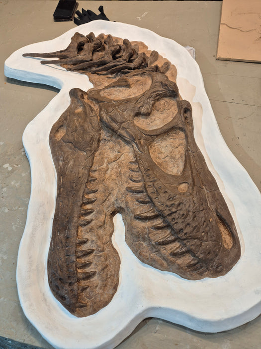 4 Year Old Tyrannosaurus rex Skull In Display Jacket