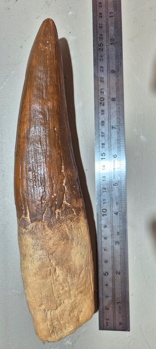 Spinosaurus Tooth 10.5" 27cm Tooth Replica