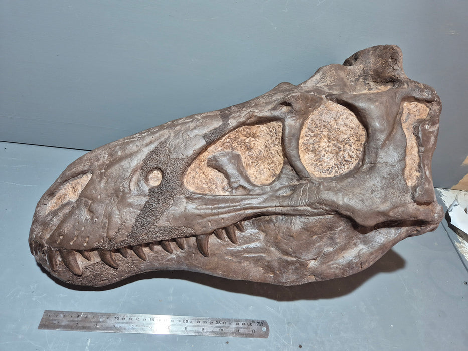 NANOTYRANNUS LANCENCIS LIFE SIZED SKULL