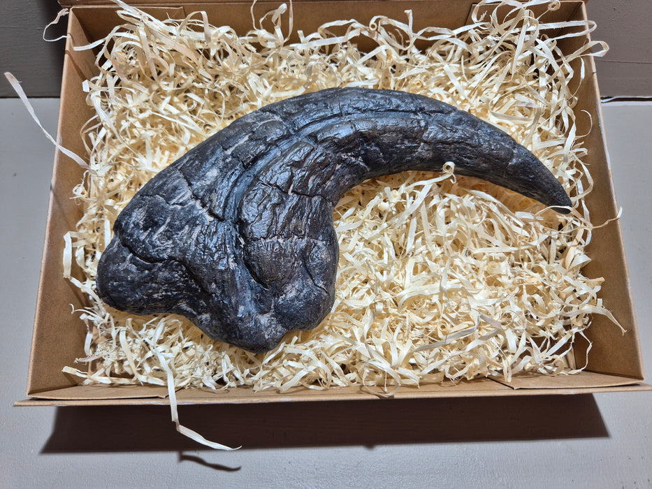 Saurophaganax (Giant Allosaur) Thumb Claw (37cm around the outer curve)