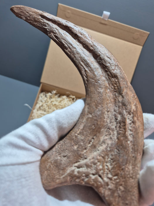 Utahraptor Fossilized Claw Replica