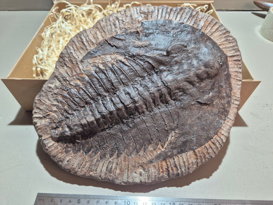 Trilobite Cast OF 400 Million Year Old Fossil