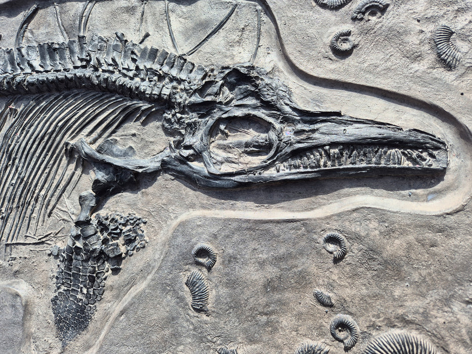 Icthyosaurus Cast Matrix Surround