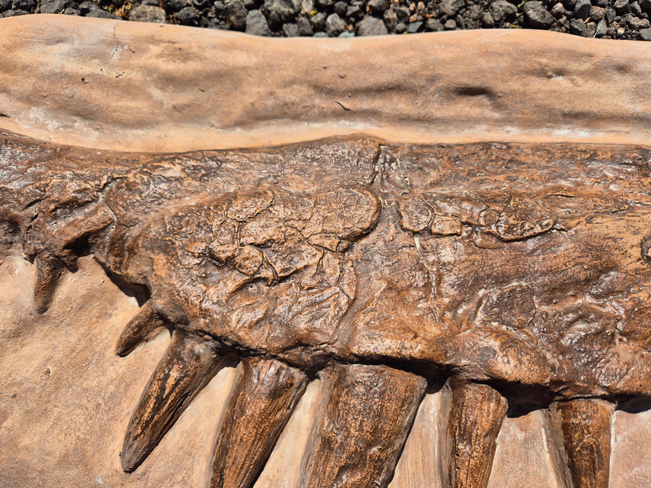 Spinosaurus mirabilis