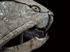 Dunkleosteus skull replica for sale