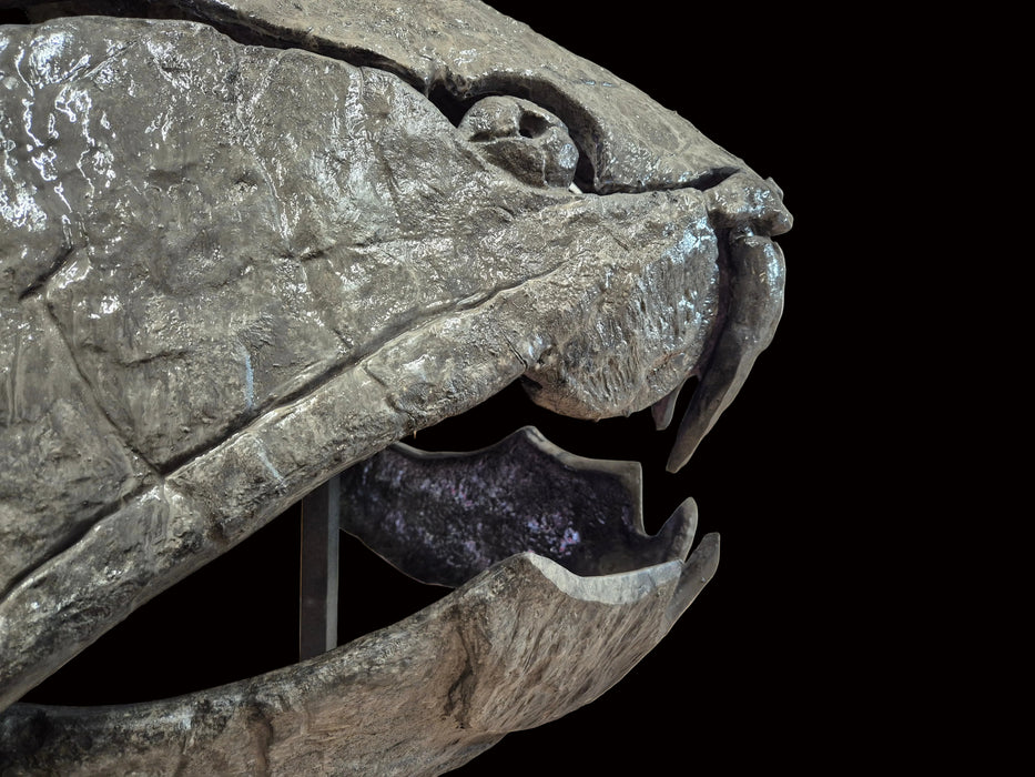 Dunkleosteus skull replica for sale