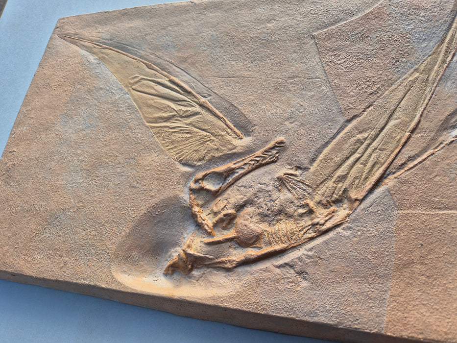 Rhamphorhynchus 57cm X 35cm Life Sized Fossil Replica