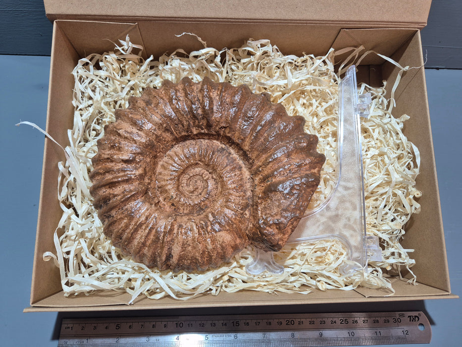Large Acanthoceras Ammonite Cast