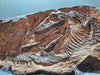 baby T rex replica in eggshell for sale at The Prehistoric Store