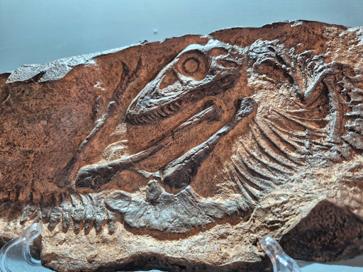 baby T rex replica in eggshell for sale at The Prehistoric Store
