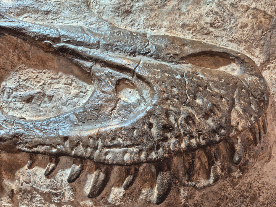 Juvenile T rex Skull In Matrix Wall Mount Display