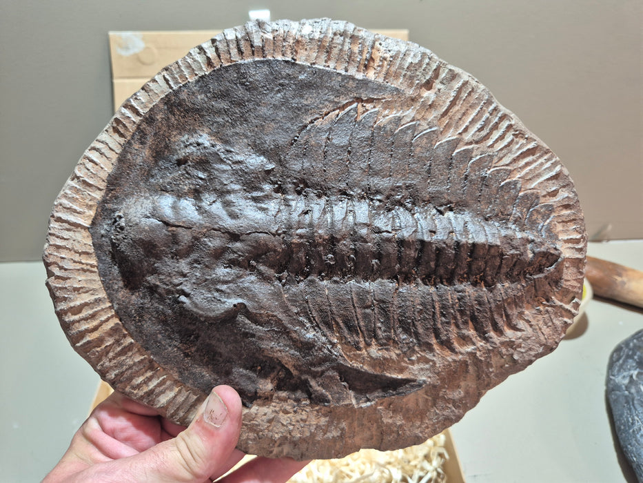 Trilobite Cast OF 400 Million Year Old Fossil
