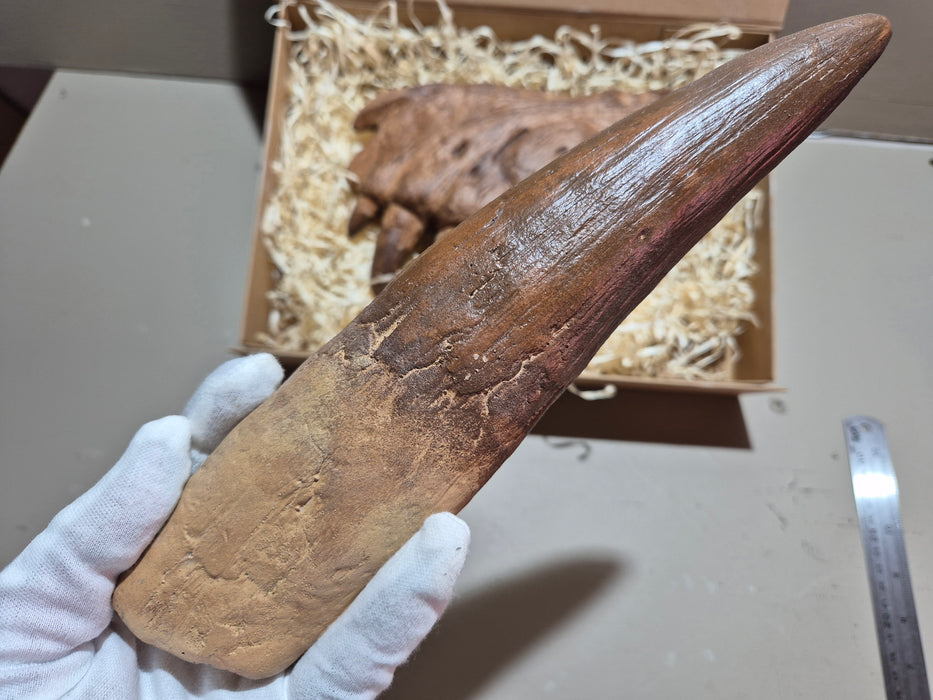 Spinosaurus Tooth 10.5" 27cm Tooth Replica