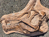 Spinosaurus mirabilis life size skull replica available for sale at The Prehistoric Store