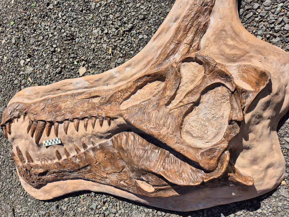 Spinosaurus mirabilis life size skull replica available for sale at The Prehistoric Store
