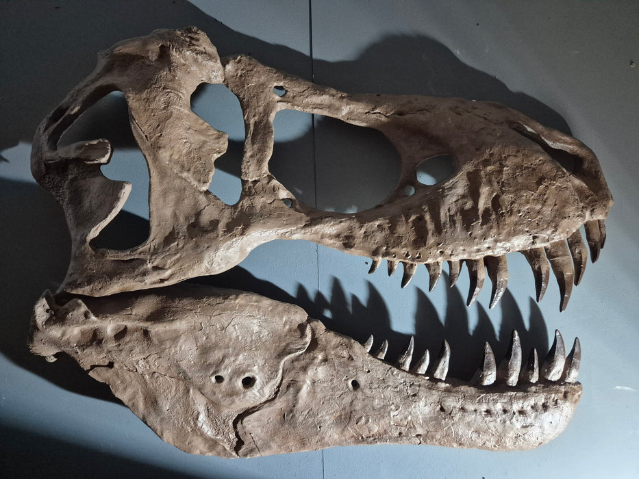 Tyrannosaurus Life Sized Wall Mountable Display Skull