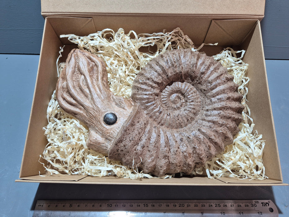 Large Acanthoceras Ammonite Life Restoration