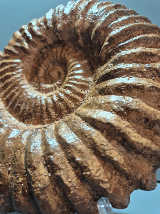 Large Acanthoceras Ammonite Cast