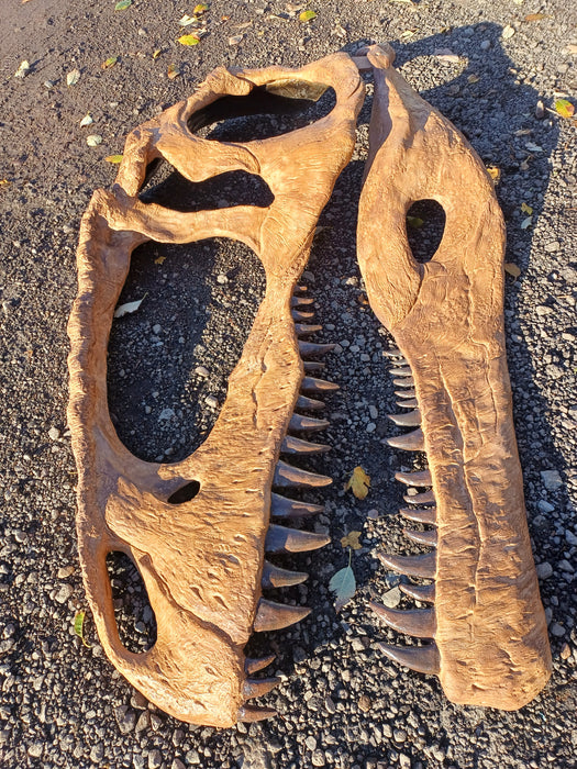 Giganotosaurus Life Sized Half Skull Wall mount 1.5m long, bigger than T.rex!