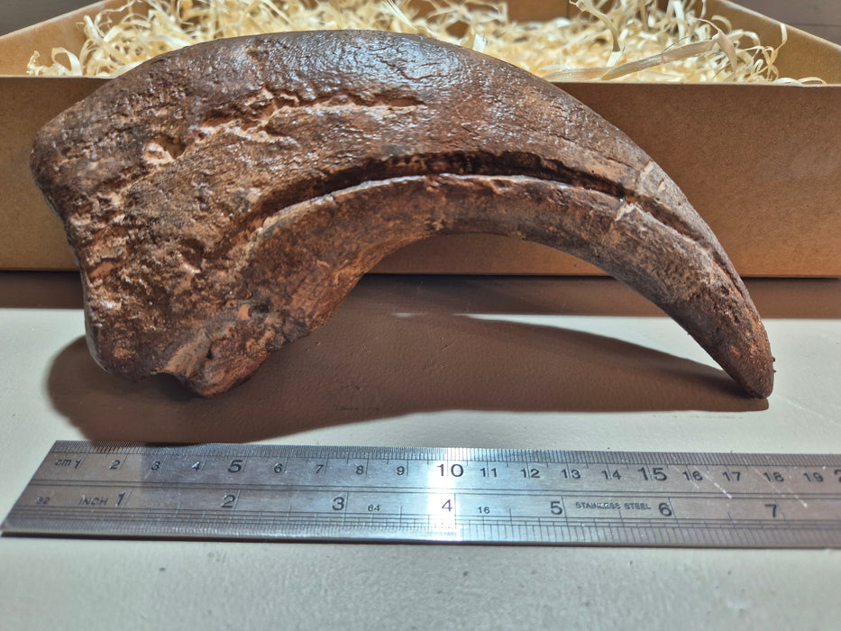 Baryonyx walkeri Thumb Claw Replica For Sale