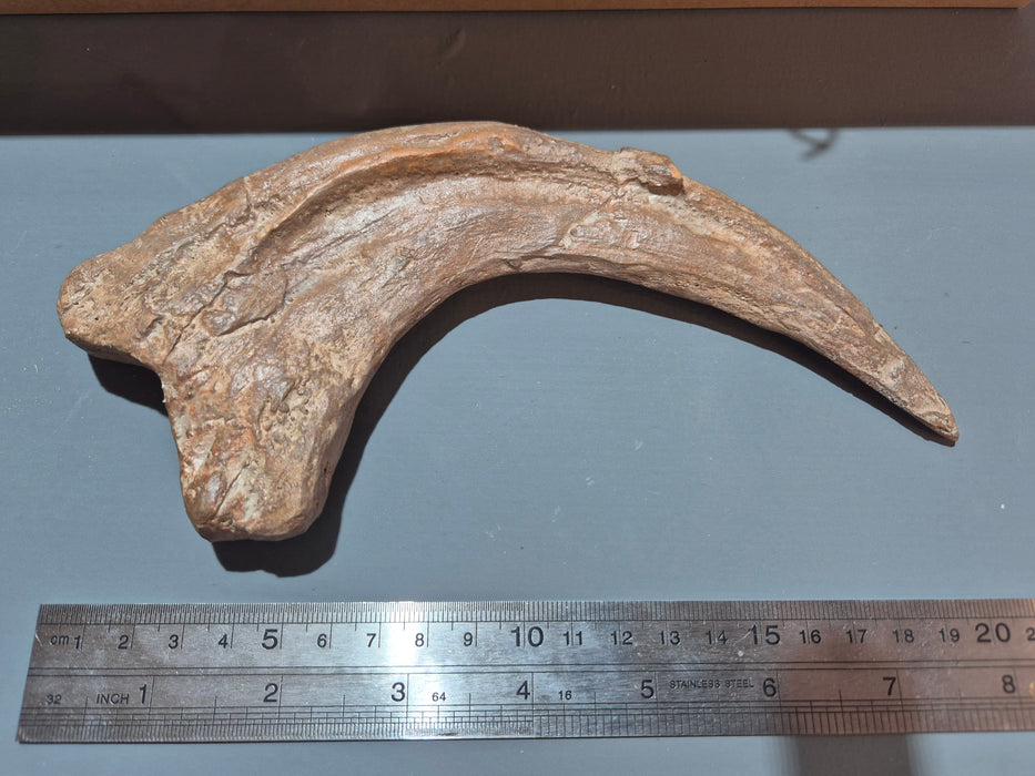 Utahraptor Fossilized Claw Replica