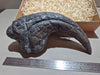 Saurophaganax claw replica for sale at The Prehistoric Store