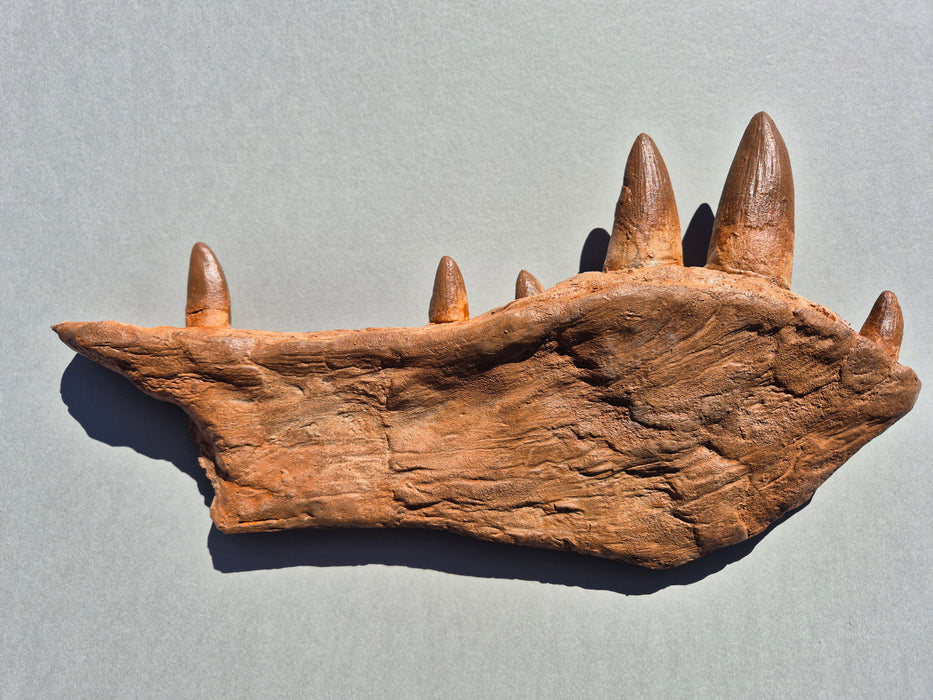 Spinosaurus Dentary Bone (Jaw) With Teeth